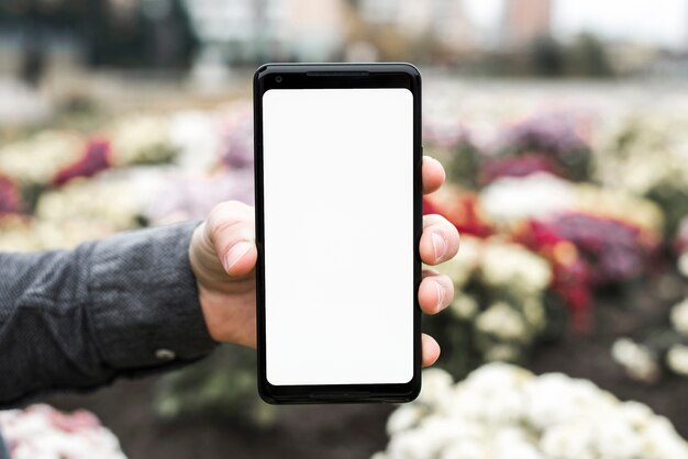 Nahaufnahme der Hand einer Person, die neues intelligentes Telefon mit weißer Bildschirmanzeige im Garten zeigt