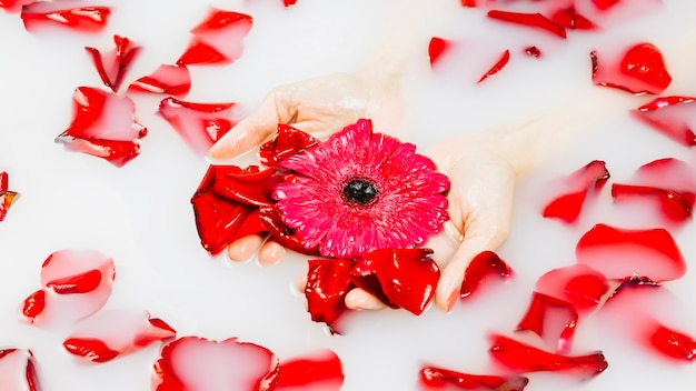 Nahaufnahme der Hand einer Person, die rote Blume und Blumenblätter im Whirlpool mit Milch hält