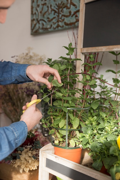 Nahaufnahme der Hand eines männlichen Floristen, die den Zweig der tadellosen Anlage mit Schere schneidet