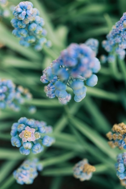 Nahaufnahme der Hyazinthenblumenknospe der allgemeinen Traube im Garten