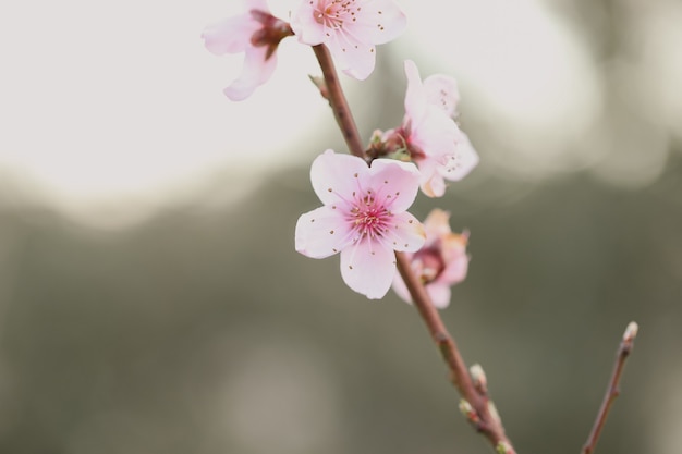 Nahaufnahme der Kirschblüte unter Sonnenlicht in einem Garten