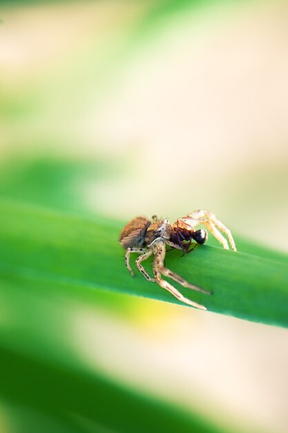 Nahaufnahme der kleinen Spinne frisst Ameise im Garten