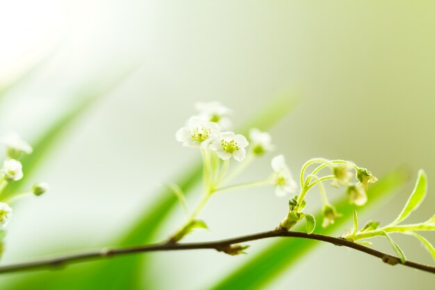 Nahaufnahme der kleinen weißen Blume auf Zweig. Schönes Bokeh. Text kopieren Horizontal.