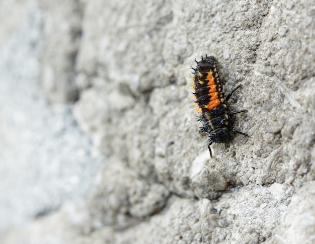 Nahaufnahme der Larve des Marienkäfers, der auf einem Felsen sitzt