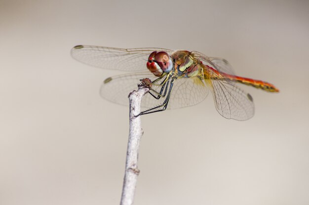 Nahaufnahme der Libelle am Zweig