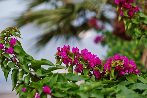 Nahaufnahme der lila Blüten der Bougainvillea in der Türkei