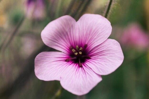 Nahaufnahme der rosa Pelargonie maderense