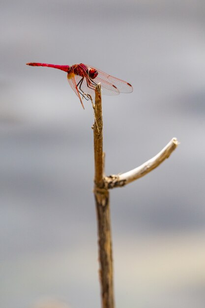 Nahaufnahme der roten Libelle auf Pflanze