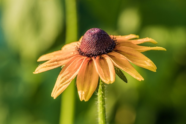 Kostenloses Foto nahaufnahme der rudbeckia-blume