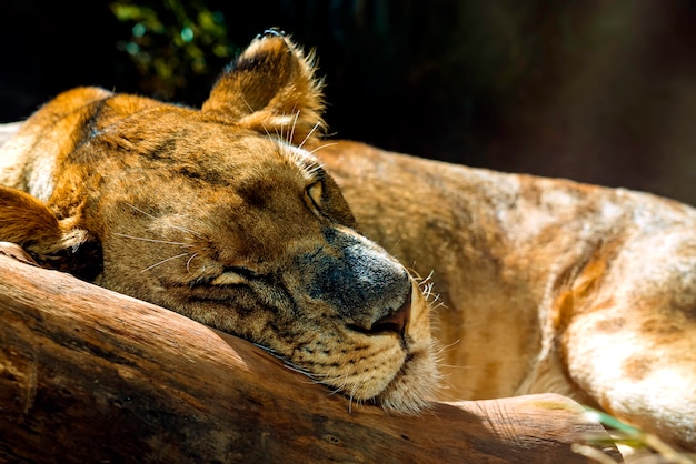 Nahaufnahme der schlafenden Löwin
