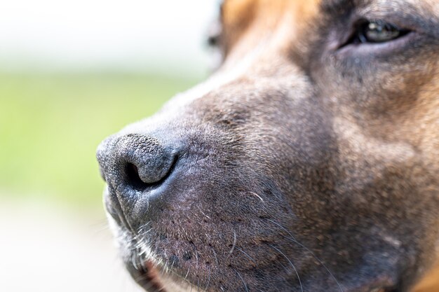 Nahaufnahme der Schnauze eines Hundes, Labrador auf einem verschwommenen hellen Hintergrund.