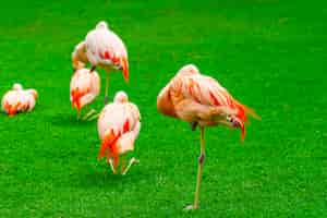 Kostenloses Foto nahaufnahme der schönen flamingogruppe auf dem gras im park