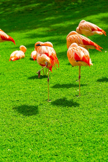 Nahaufnahme der schönen Flamingogruppe auf dem Gras im Park