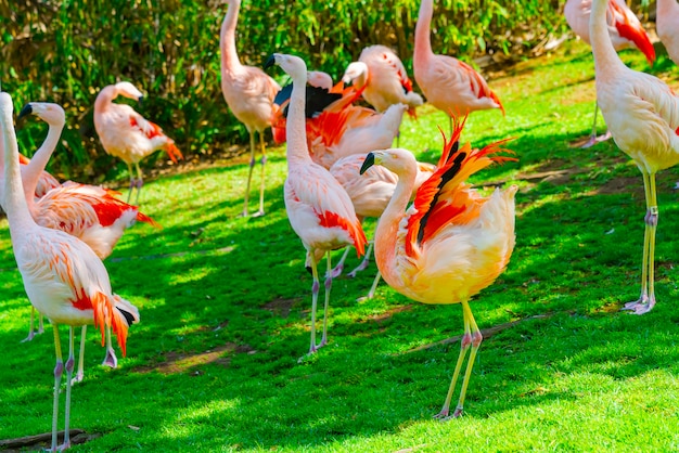 Nahaufnahme der schönen Flamingogruppe, die auf dem Gras im Park geht