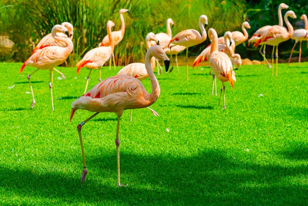 Kostenloses Foto nahaufnahme der schönen flamingogruppe, die auf dem gras im park geht