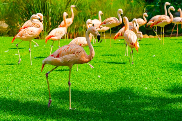 Nahaufnahme der schönen Flamingogruppe, die auf dem Gras im Park geht