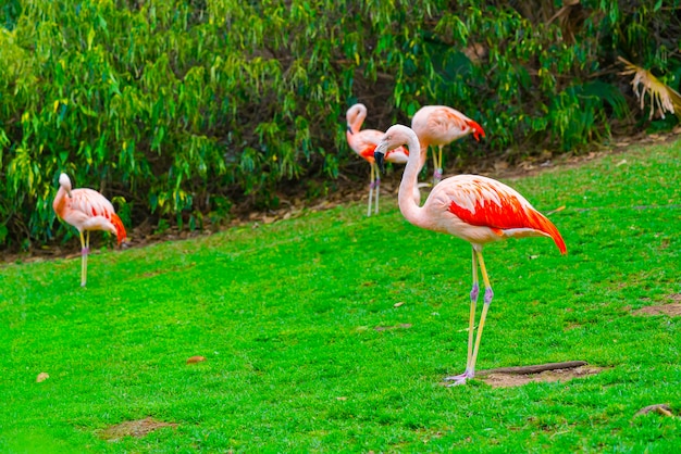 Nahaufnahme der schönen Flamingogruppe, die auf dem Gras im Park steht