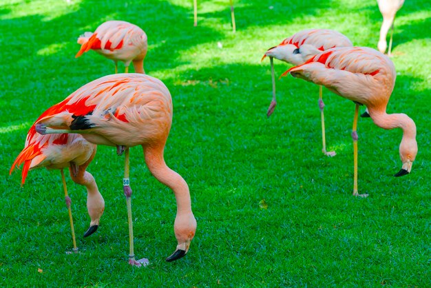 Nahaufnahme der schönen Flamingogruppe, die nach Nahrung im Gras sucht