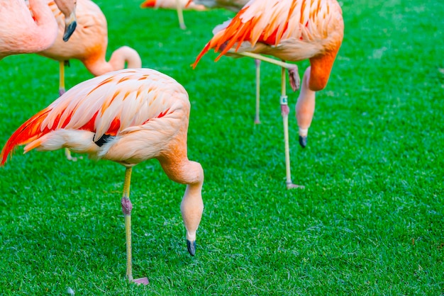 Nahaufnahme der schönen Flamingogruppe, die nach Nahrung im Gras sucht