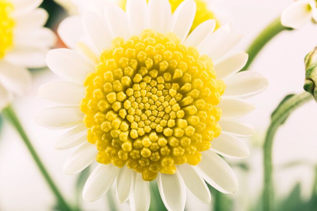 Nahaufnahme der schönen weißen Blume