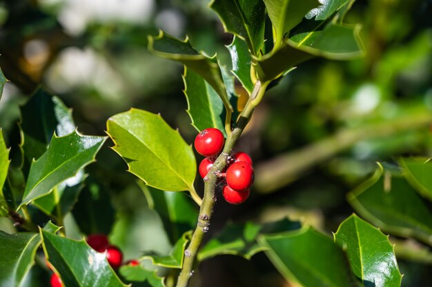 Nahaufnahme der Stechpalmenbeeren auf einem Ast in einem Feld unter dem Sonnenlicht zur Tageszeit