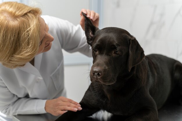 Nahaufnahme des Arztes, der das Ohr des Hundes überprüft