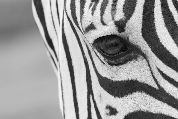 Nahaufnahme des Auges eines schönen Zebras