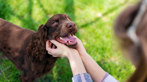 Nahaufnahme des Besitzers, der den Deutschen Spaniel streichelt