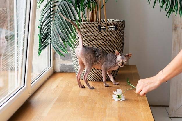 Nahaufnahme des Besitzers, der mit der Katze spielt