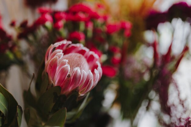 Nahaufnahme des blühenden rosa Gerbera-Gänseblümchens