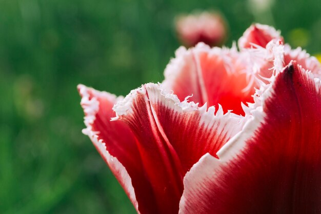 Nahaufnahme des Blumenblattes einer empfindlichen Tulpenblume