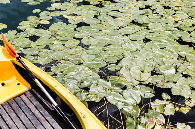 Nahaufnahme des Bootes mit den grünen Lilienauflagen, die auf Teich schwimmen