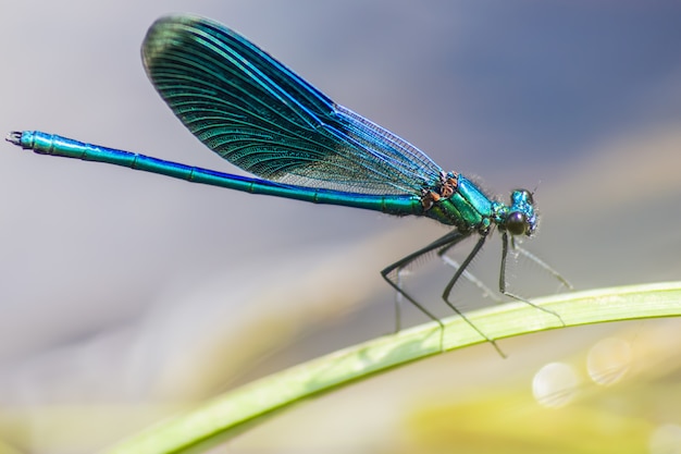 Nahaufnahme des bunten Insekts auf Pflanze