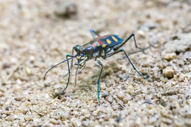 Nahaufnahme des bunten Insekts mit langen Beinen