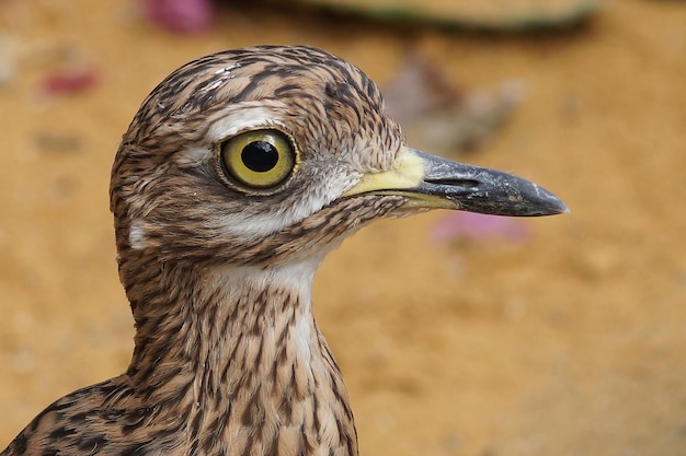 Kostenloses Foto nahaufnahme des cape dickknee spotted dikkop