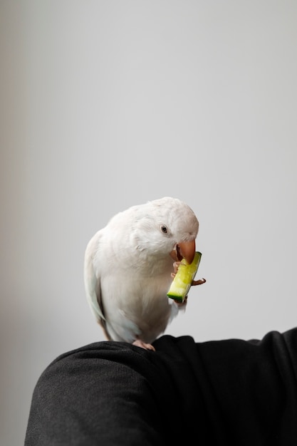 Kostenloses Foto nahaufnahme des entzückenden papageienfressens