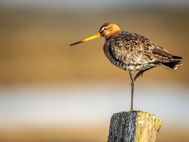 Kostenloses Foto nahaufnahme des flachen fokus eines kleinen godwit-vogels, der auf einem bein auf einem holzpfahl steht