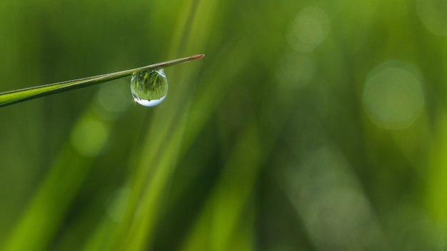 Nahaufnahme des flachen Fokus Nahaufnahme eines Tautropfens auf dem Gras mit Bokeh