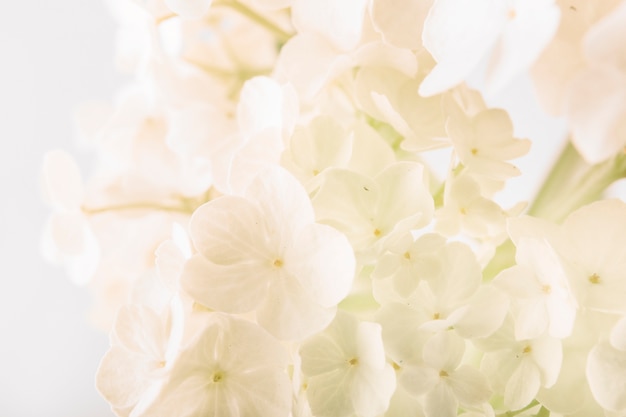 Nahaufnahme des frischen Blumenstraußes der weißen Blumen