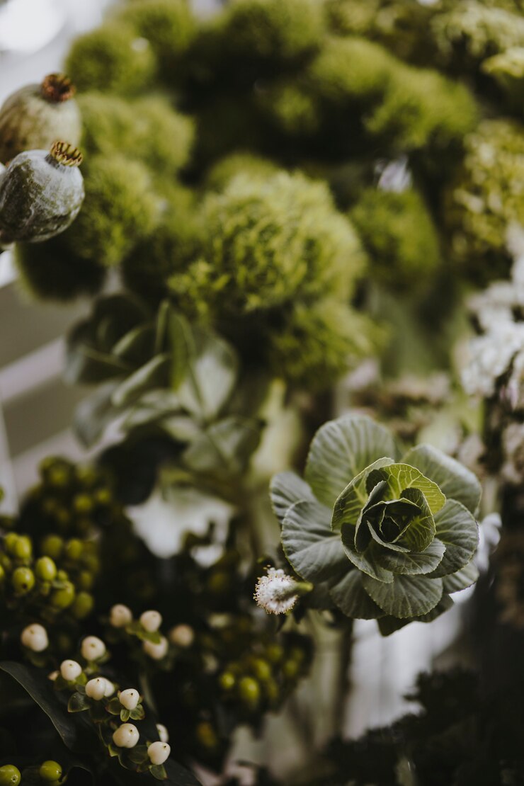Kostenlose Foto nahaufnahme des grünen balldianthus