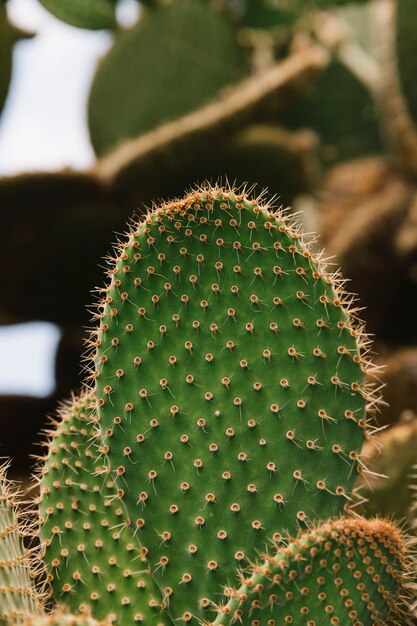 Nahaufnahme des grünen stacheligen Kaktus