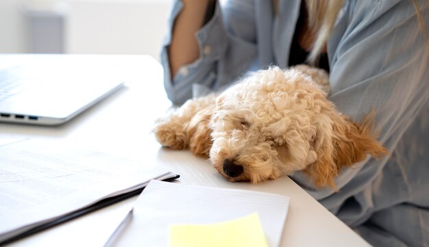 Nahaufnahme des Hundes, der auf dem Schreibtisch schläft