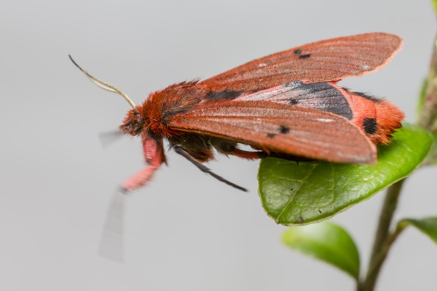 Nahaufnahme des Insekts mit bunten Flügeln