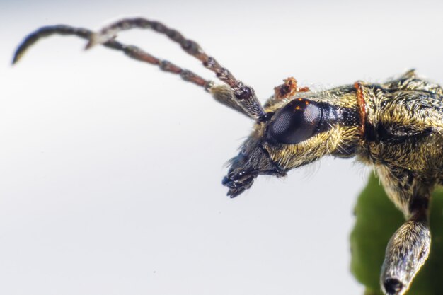Nahaufnahme des Insekts mit langen Antennen