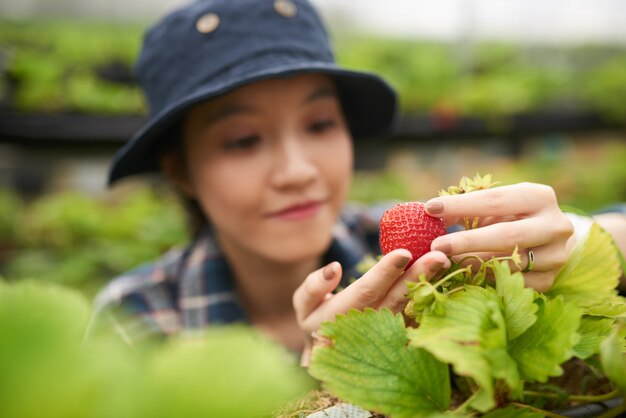 Nahaufnahme des jungen asiatischen Landwirts, der eine große Erdbeere, Fokus auf roter reifer Beere hält