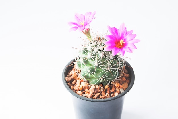 Kostenloses Foto nahaufnahme des kaktus mit rosa blüten auf weißem hintergrund