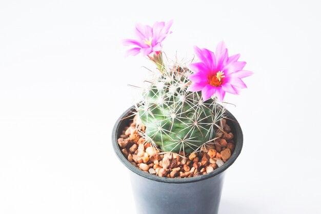 Nahaufnahme des Kaktus mit rosa Blüten auf weißem Hintergrund