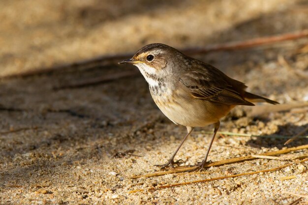 Nahaufnahme des kleinen Blaukehlchenvogels, der auf dem Boden steht