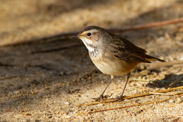 Nahaufnahme des kleinen Blaukehlchenvogels, der auf dem Boden steht