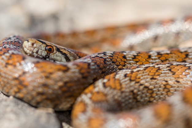 Nahaufnahme des Kopfes einer erwachsenen Leopard Snake oder European Ratsnake, Zamenis Situla, in Malta